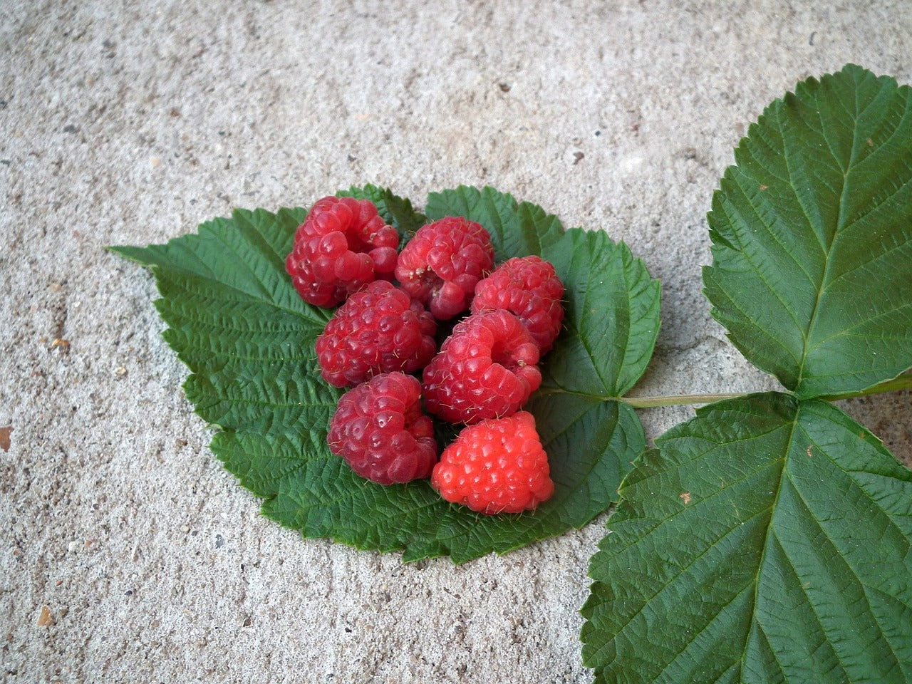 Red Raspberry Leaf Cream & Soap